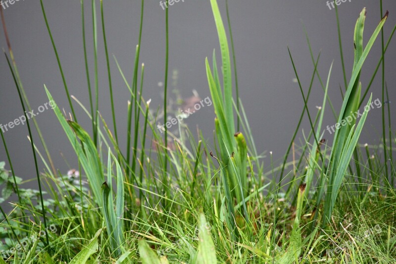 Pond Grass Green Free Photos