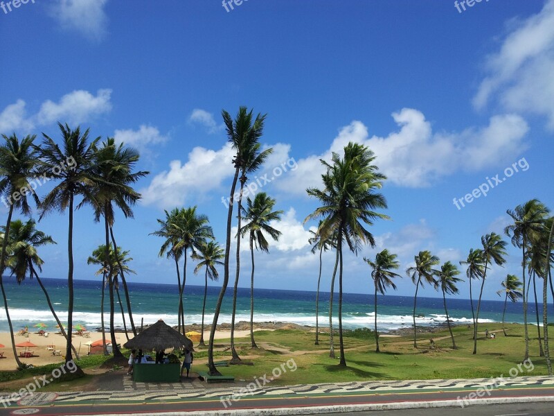 Palm Trees Beach Ocean Sea Paradise