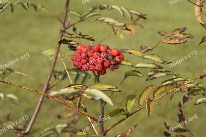 Ash Berries Plant Tree Branch