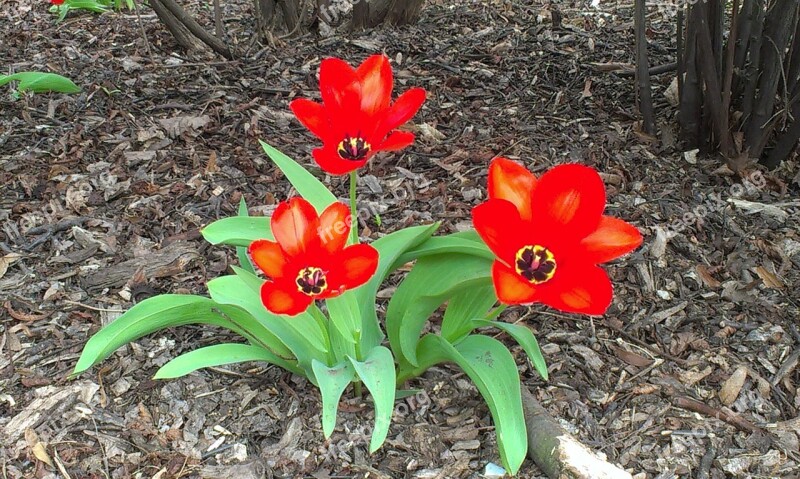 Flower Tulip Brown Red Green