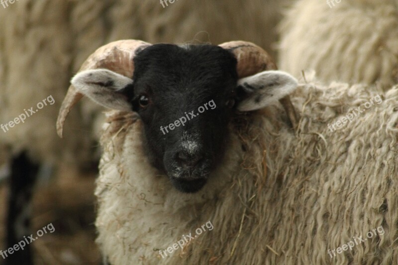 Sheep Schafkopf Flock Of Sheep Animal Head