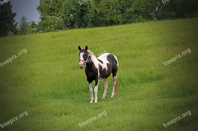 Horse Pinto Painted Meadow Spotted