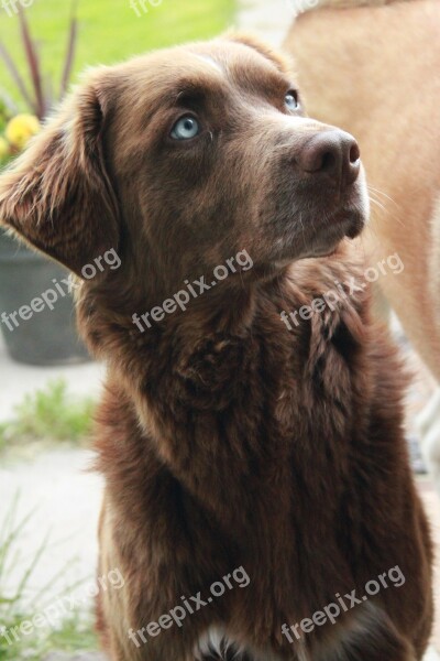 Dog Canine Brown Brown Dog Blue Eyes