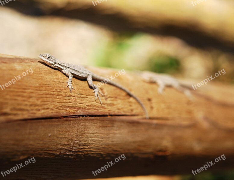 Lizard Nature Wildlife Reptile Cold Blooded Animals