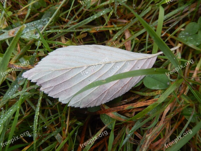 Leaf Pre Nature Free Photos