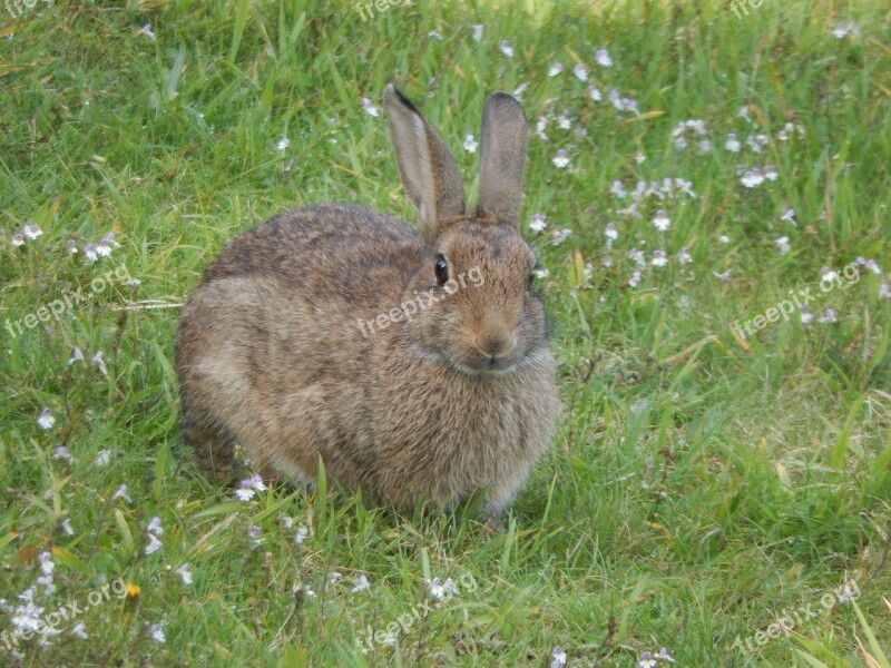 Wild Rabbit Animal Nature Free Photos