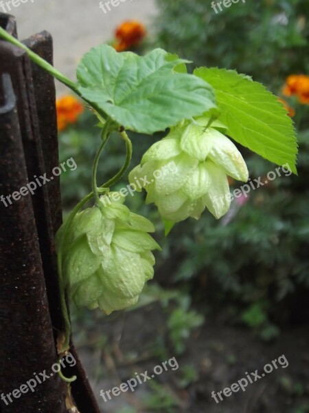 Hops Leaves Garden Free Photos