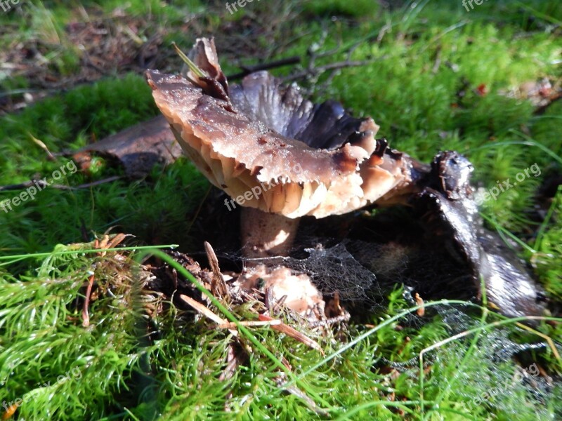 Nature Mushrooms Forests Free Photos