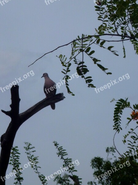 Bird Birds Pets Bird Of Prey Eagle