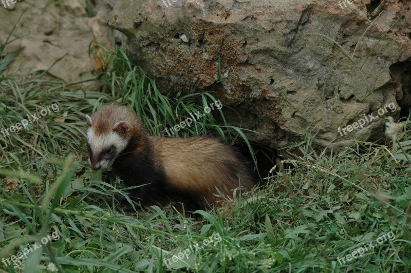 Huron Animals Burrow Wild Free Photos