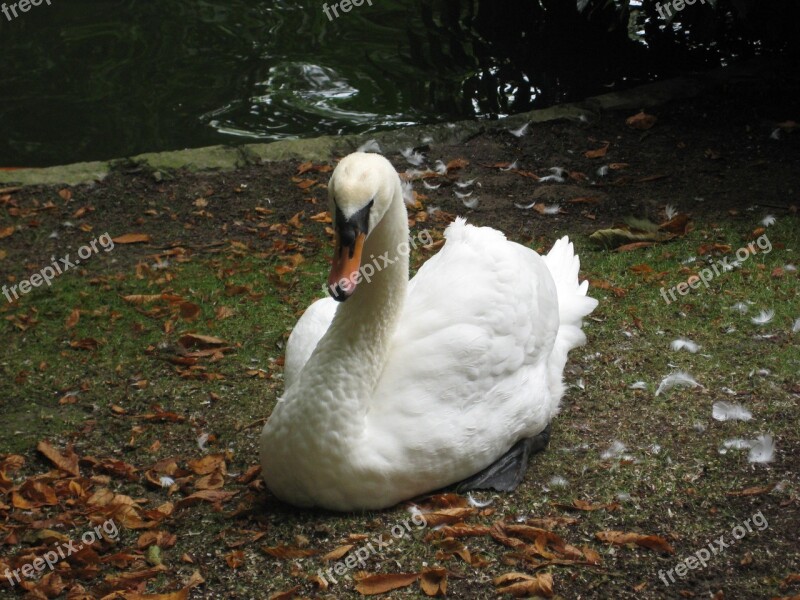 Swan Swans Animals Ave Free Photos