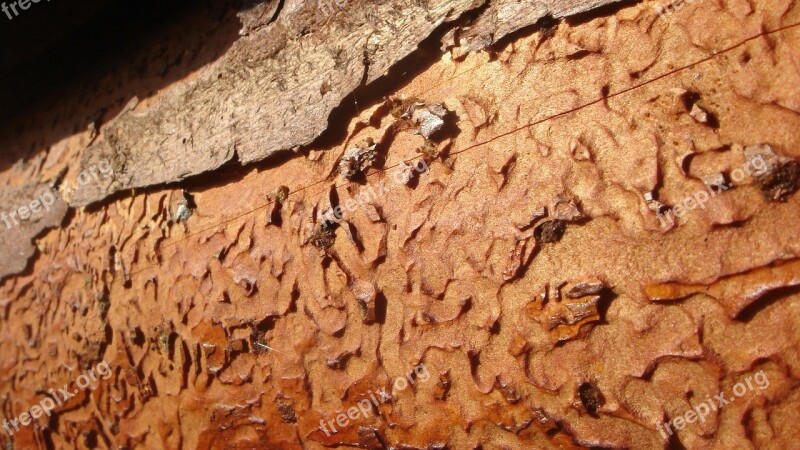 Labyrinth Wood Dead Tree Free Photos