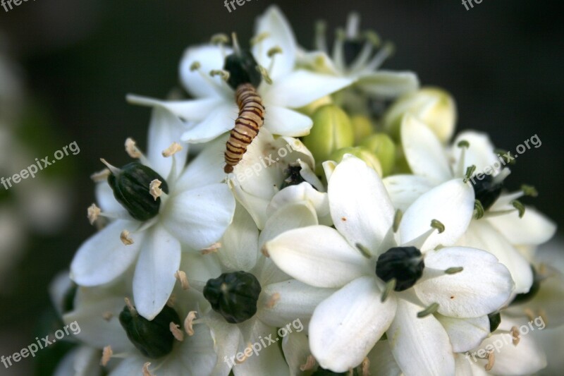 Flowers White Pretty Black Centre Stamen