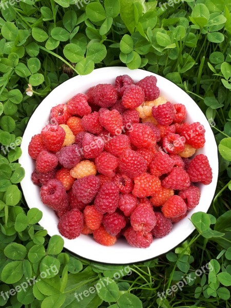 Raspberry Red Grass Free Photos