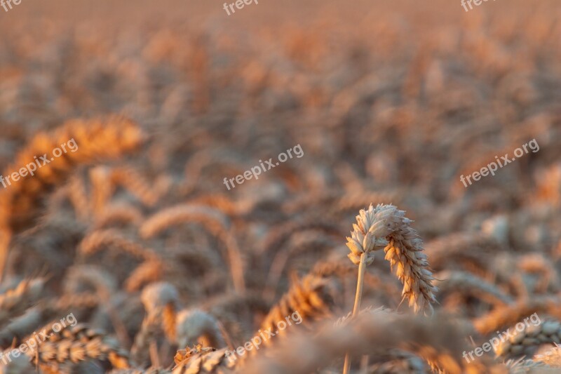 Corn Field Harvest Agriculture Wheat