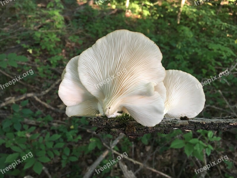 Oyster Mushrooms Fungi Fungus Forest Foraging