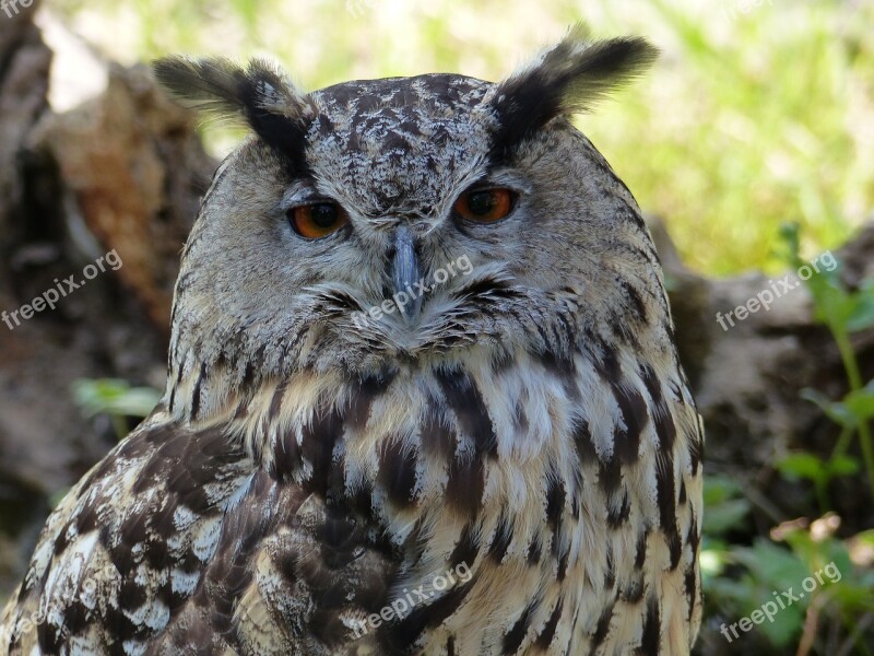 Owl Eagle Owl Bird Bird Of Prey Animal World