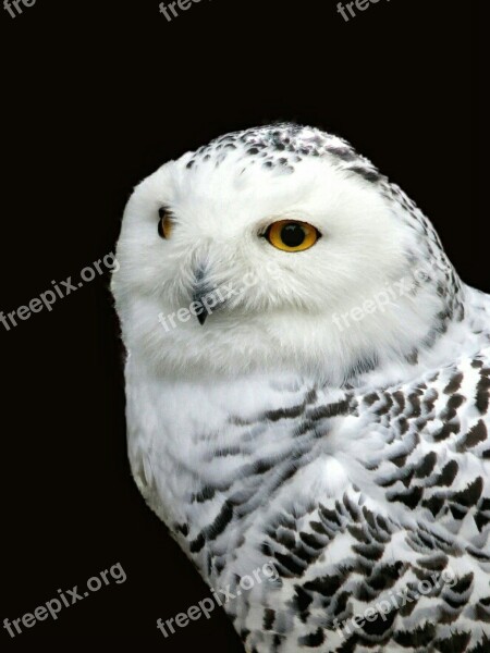 Snowy Owl Owl Bird Animal White