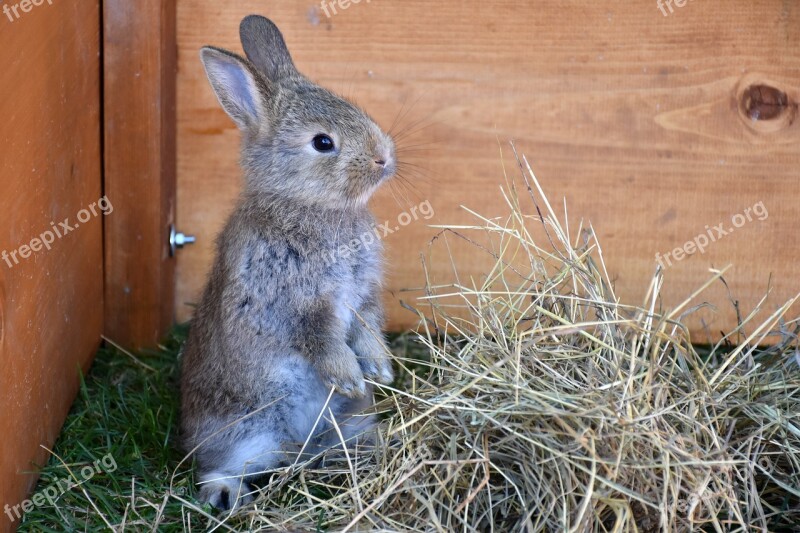 Bunny Pet Rabbit Animal Free Photos