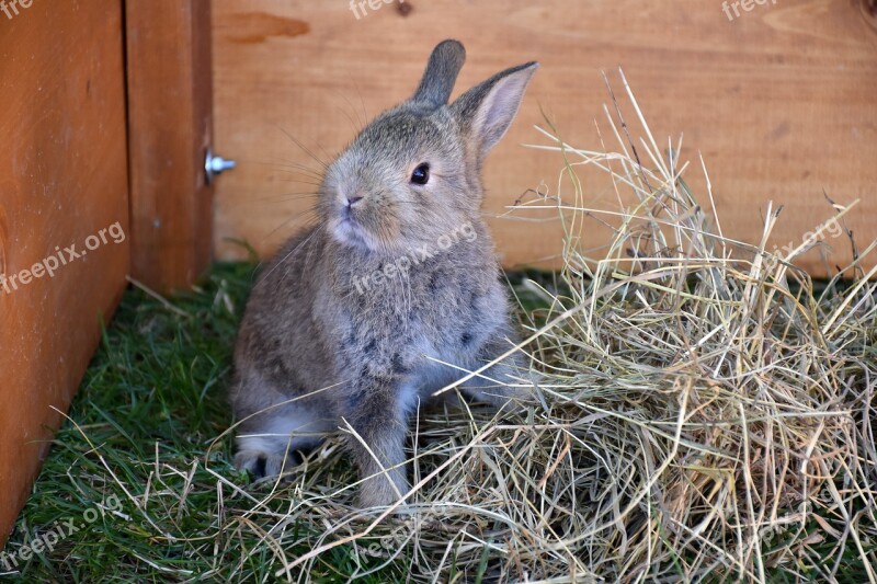 Bunny Pet Rabbit Animal Free Photos