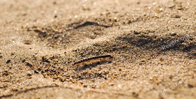 Centipede Sand Lake Shore Beach Water