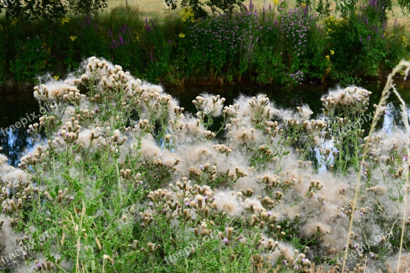 Thistle Thistledown Seeds Parachute White