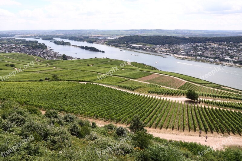 Rhine River Vineyard Rheingau Rudesheim