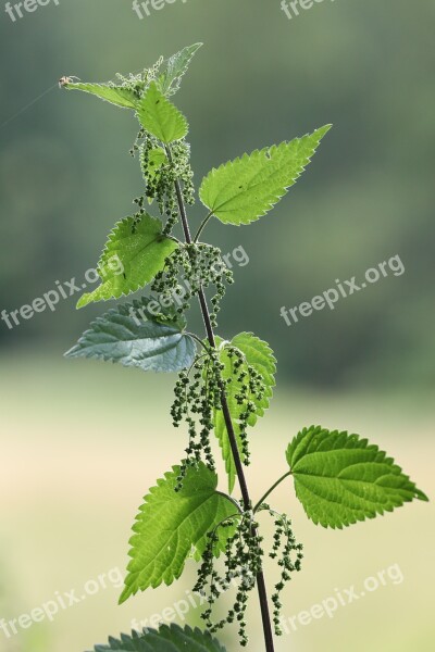 Plant Green Nettle Free Photos