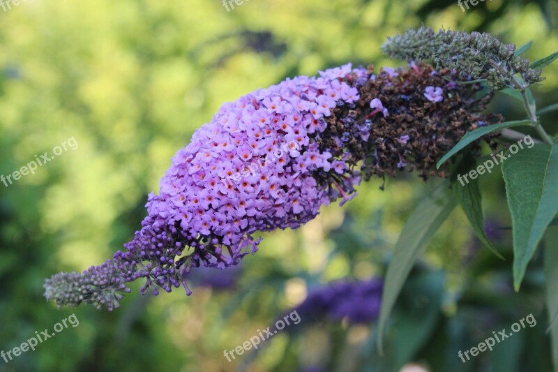 Flower Purple Butterfly Tree Garden Bloom