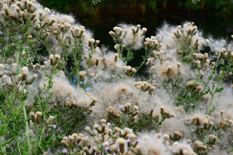 Thistledown Thistle Seed Soft Down Fluff