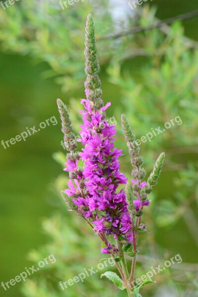 Purple Loosestrife Wild Flower Tall Purple Waterside