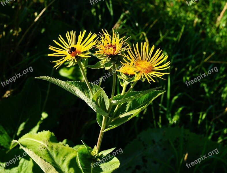 Flowers Yellow Garden Summer Hummel