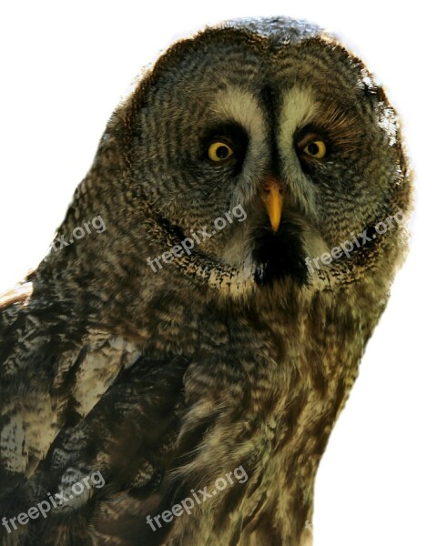 Bart Owl Strix Nebulosa Bird Owl White Background