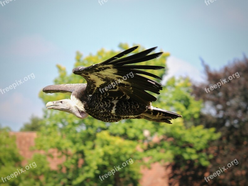 Vulture Raptor Flight Flying Bird