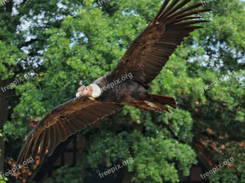 Andean Condor Condor Raptor Bird Flying