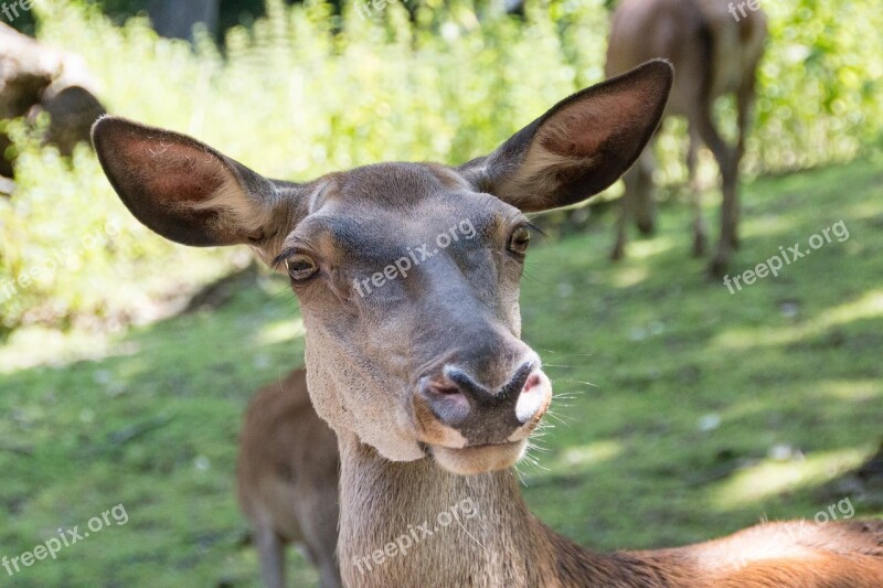 Roe Deer Forest Nature Scheu Red Deer