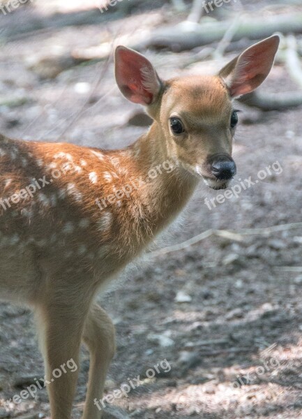 Roe Deer Kitz Wild Forest Nature