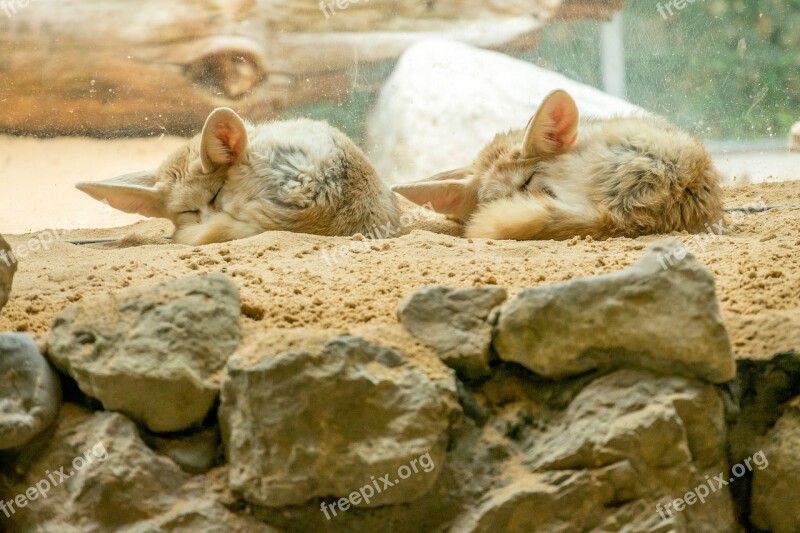 Zoo Wild Animals Desert Fox Sand Sleeping