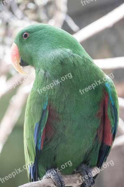 Parrot Zoo Animals Birds Nature Green