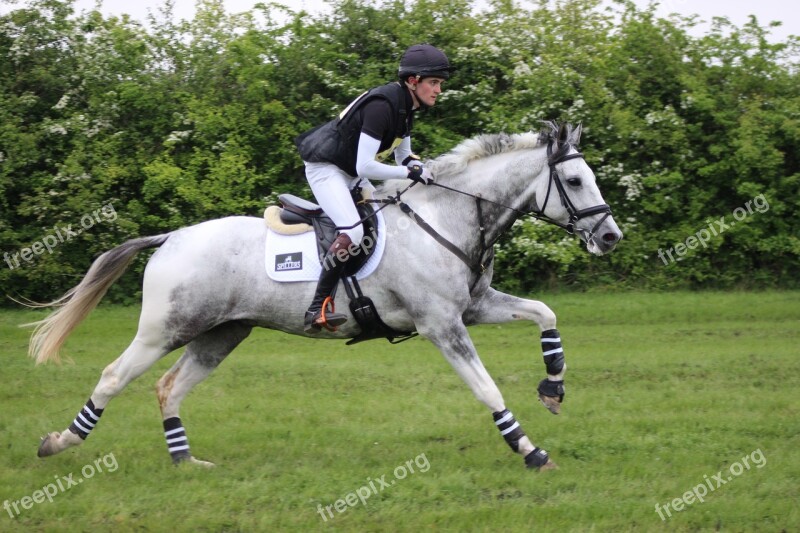 Gallop Horse Countryside Equine Animal