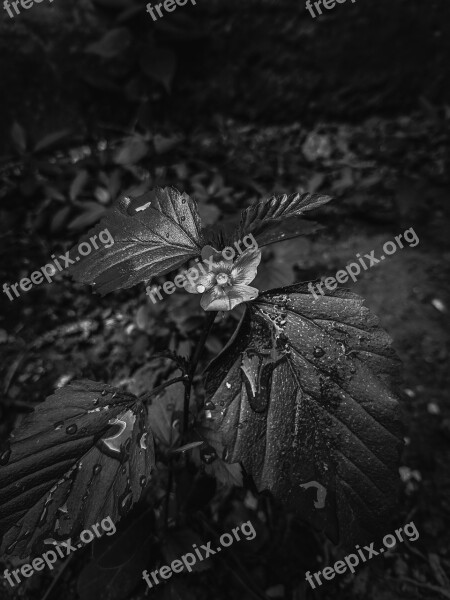 Variants Leaf Tree Nature Black And White