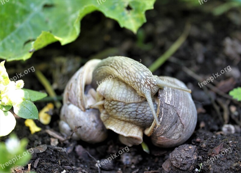 Escargots Reproduction Snail Snail Shells Animal World