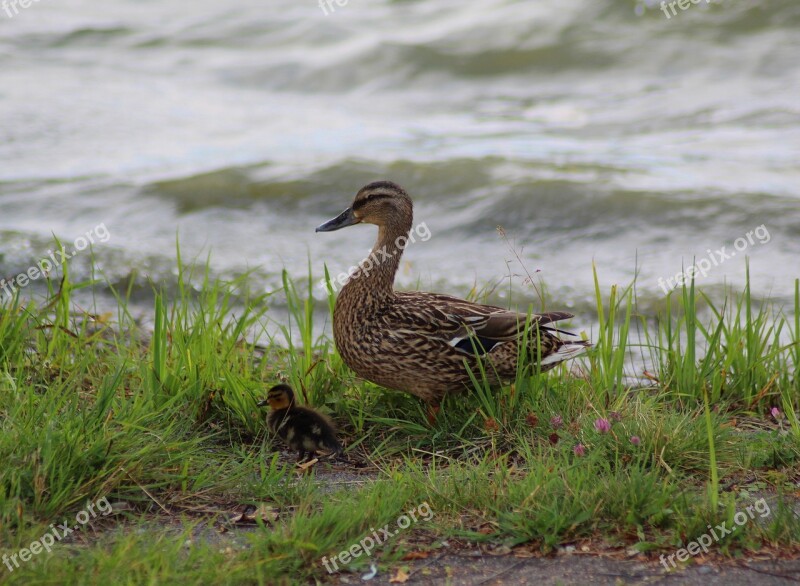 Duck Family Mother Protect Ducklings