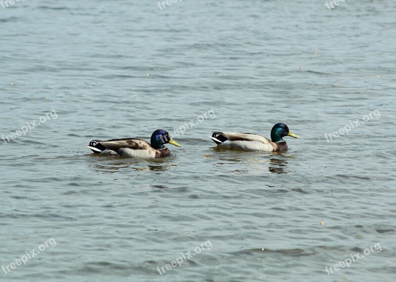 Ducks Water Swim Bird Nature