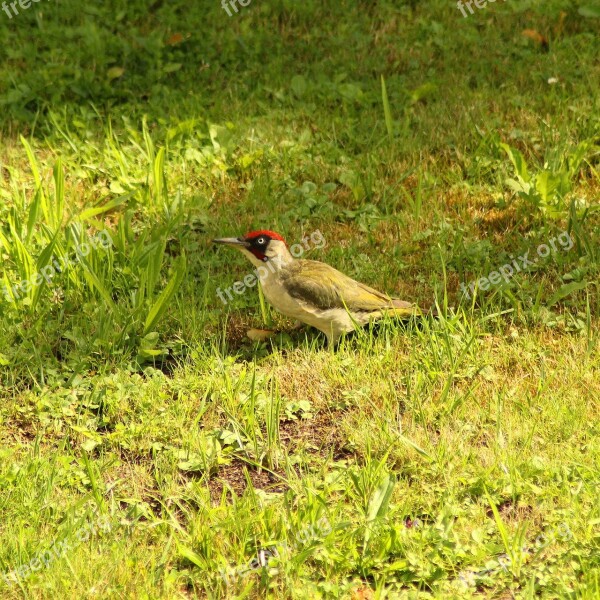 Woodpecker Bird Green Nature Animal World