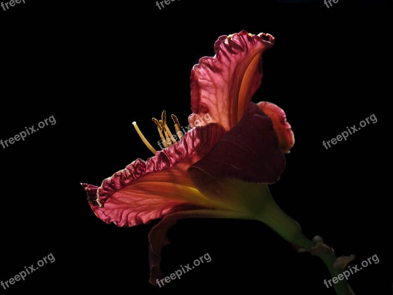 Daylily Hemerocallis Purpleicious Red Flower Bright