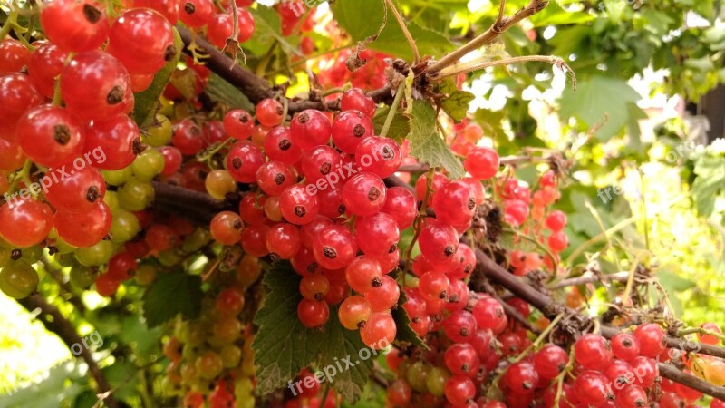 Currant Nature Garden Vegetable Garden Berry