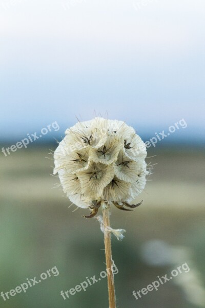 Wild Flower Field Sunset Heat Plant