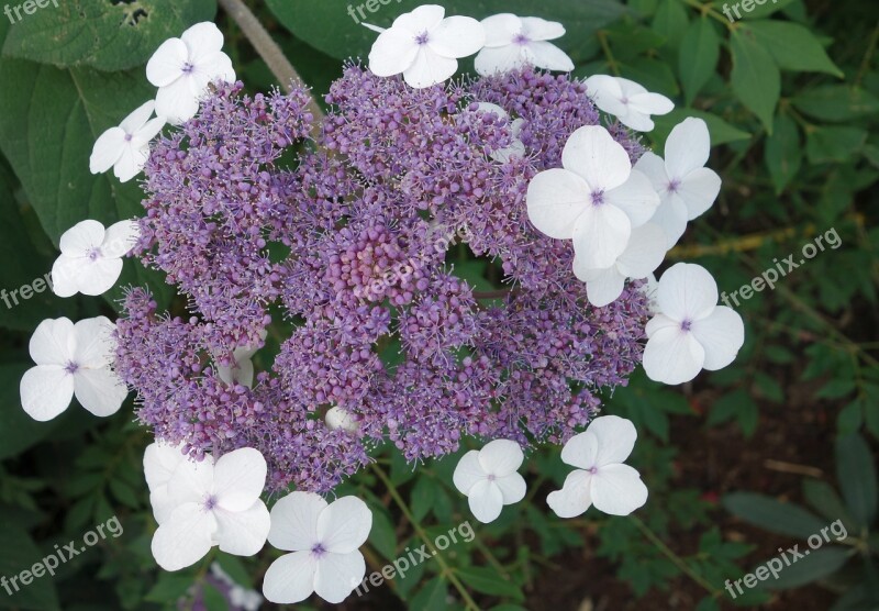 Hydrangea Garden Flower Nature Plant