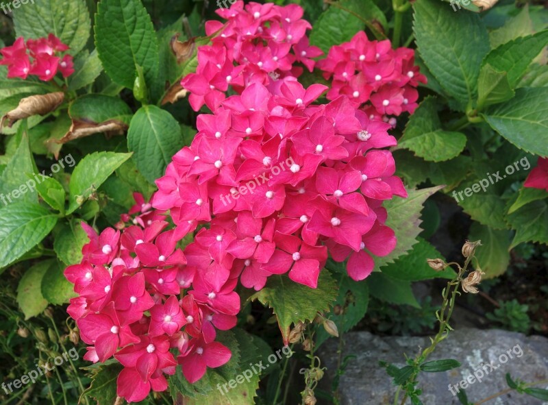 Hydrangea Garden Flower Nature Plant